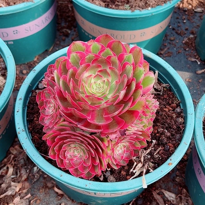 赤子心黑盆多肉植物大战