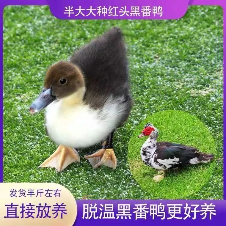 宠物鸭大种红头番鸭西洋鸭旱鸭豚鸭正宗番鸭