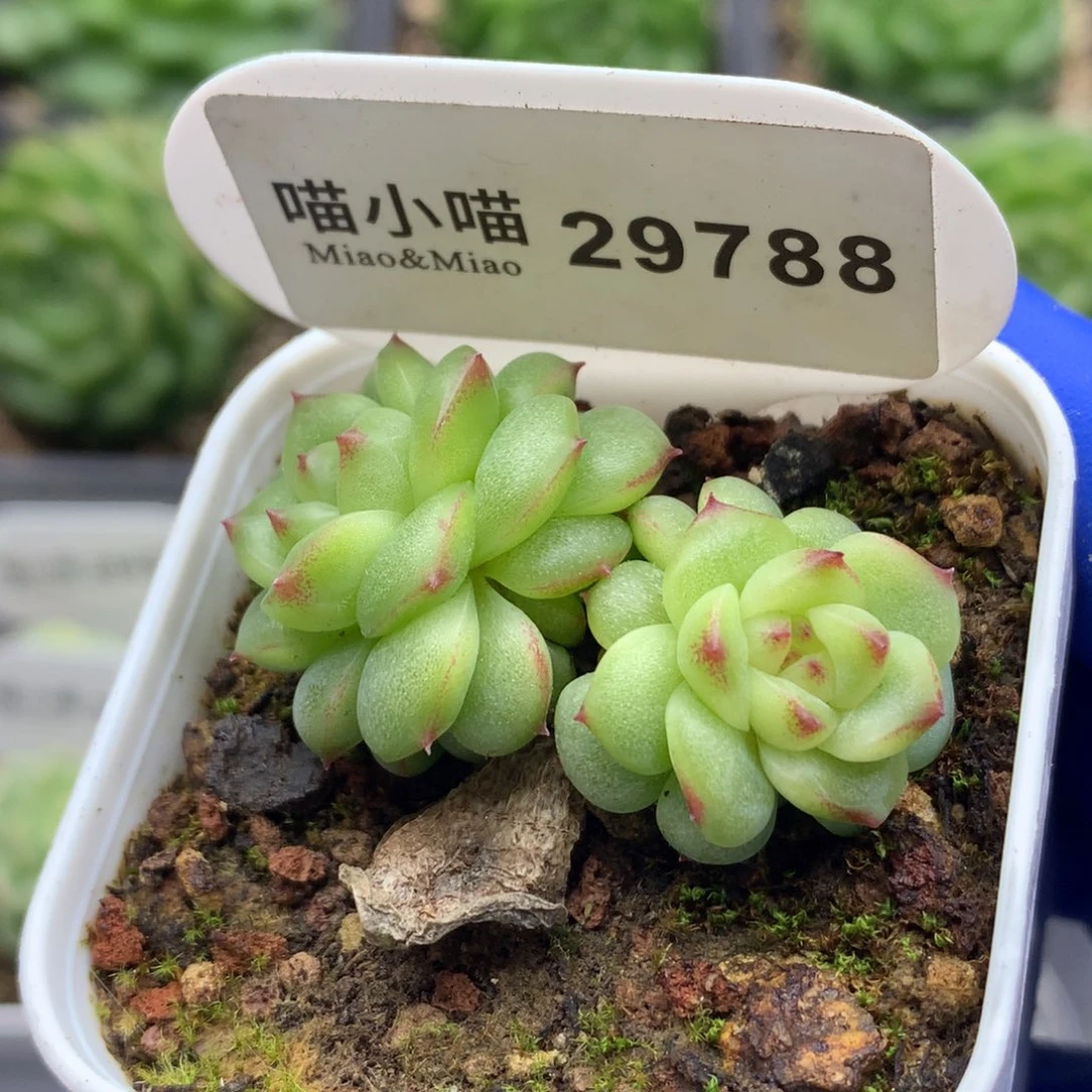 多肉植物杂交珍妮