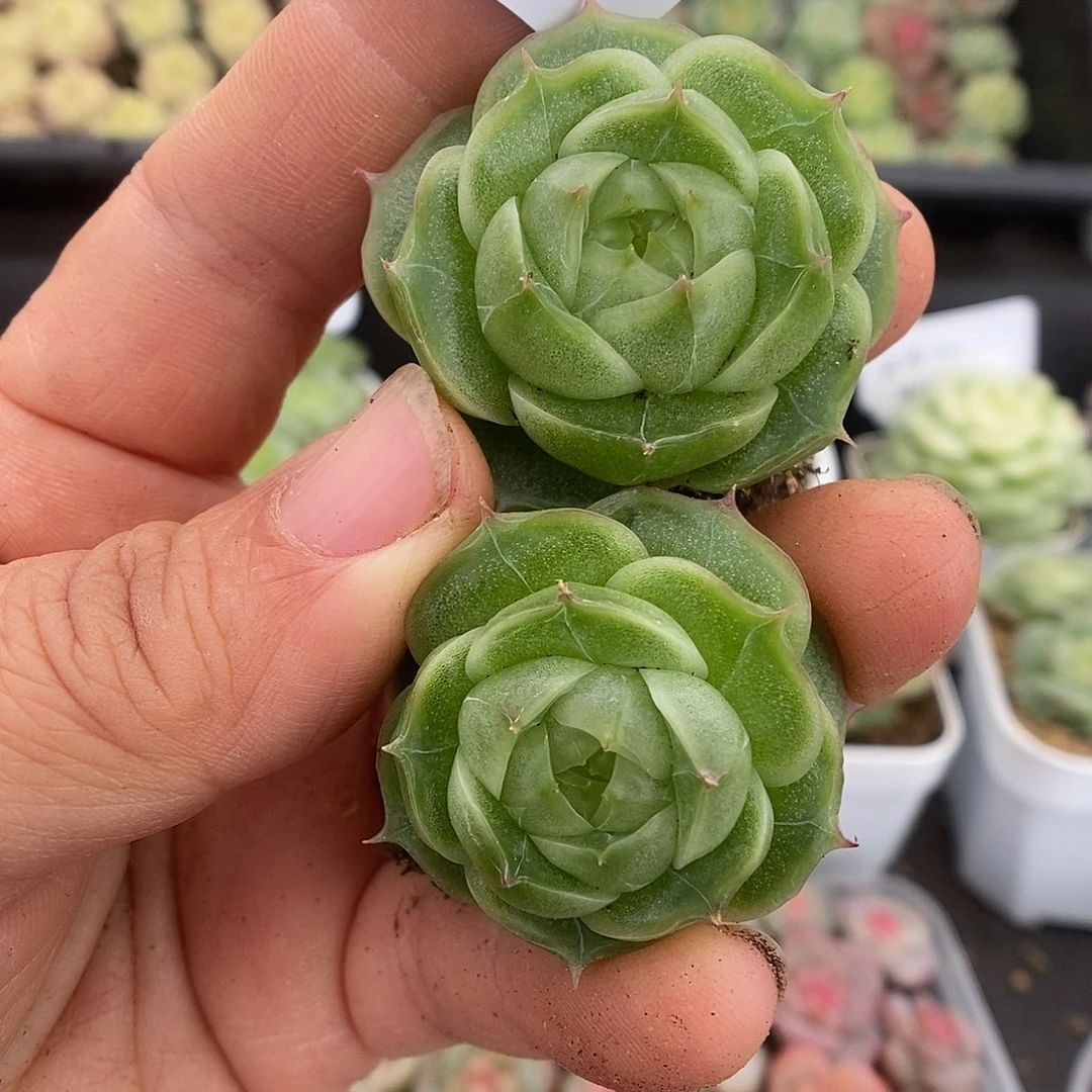 一物一拍一物一拍925-144
