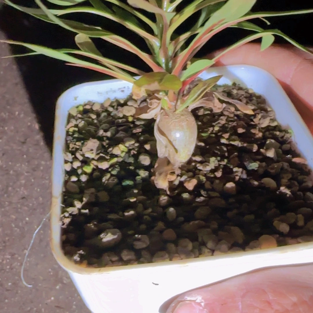 S***g块根植物块根植物