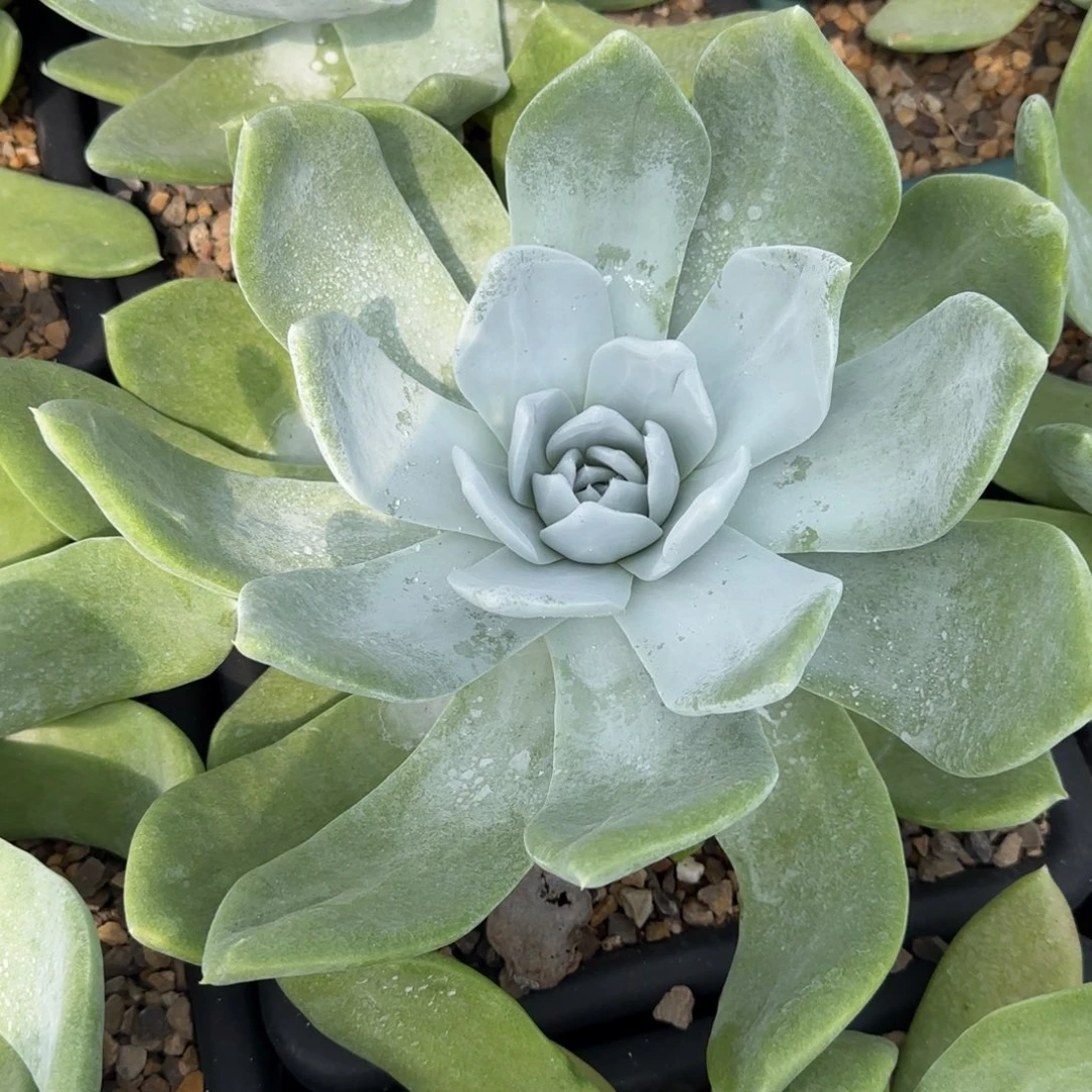 ?250225006多肉植物仙女杯飞哥