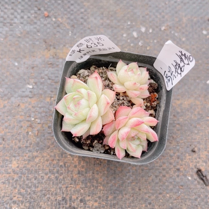 高***姥635 带陶瓷盆发货 满28包邮