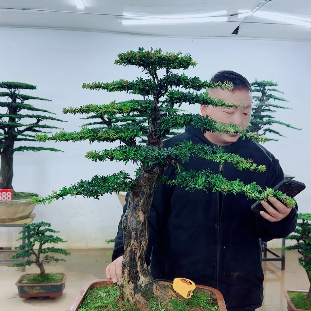 完全开放盆景园林……