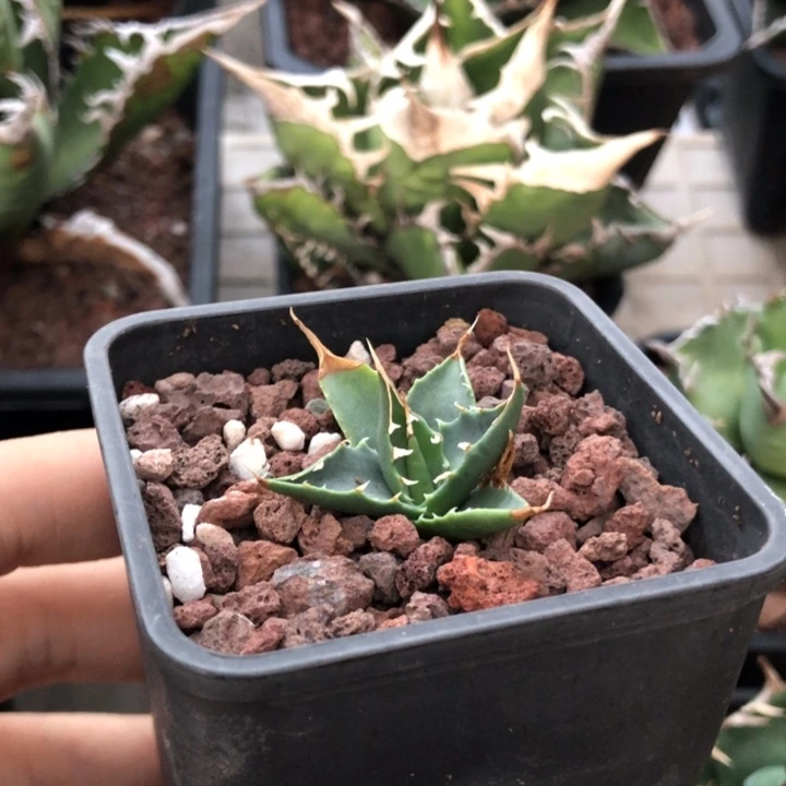 ღ***遥eb妖炎龙舌兰