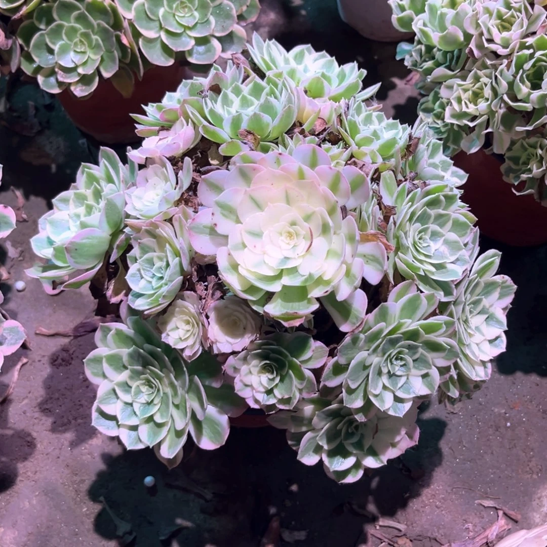 多肉植物海王0111