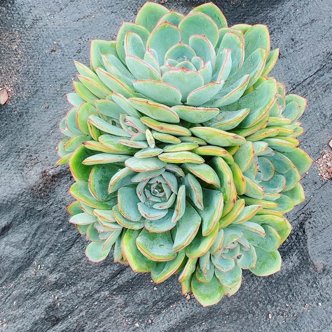 晨露大群，一物一拍