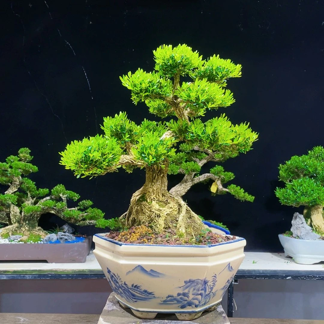 完全开放黄杨盆景四季常青