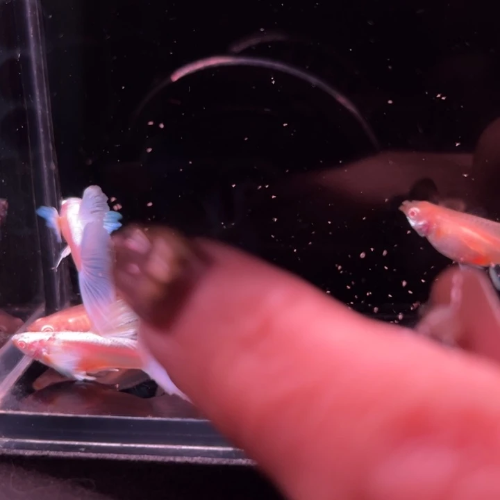 孔雀鱼蓝白飞船3对