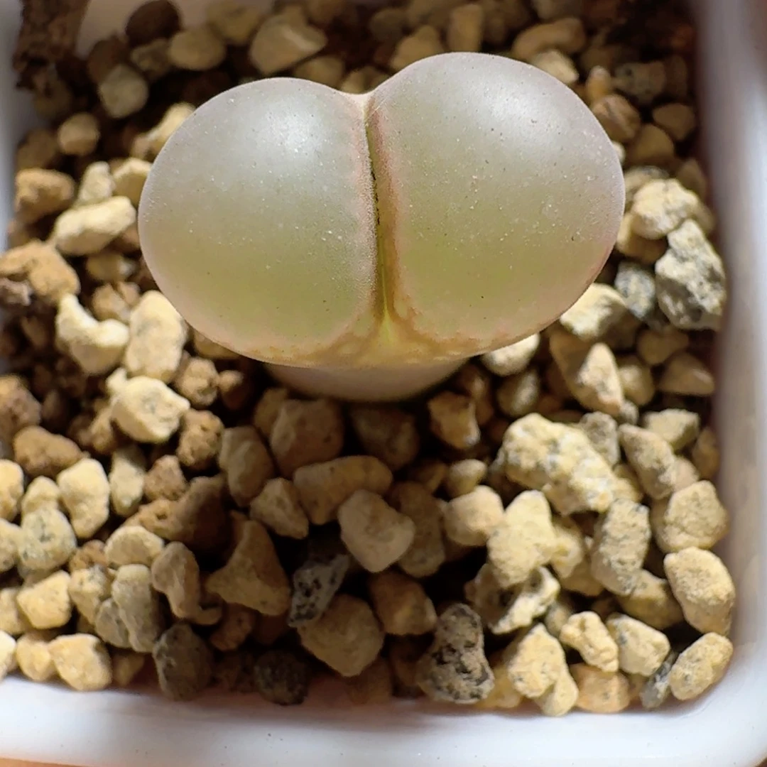 脱土发货........