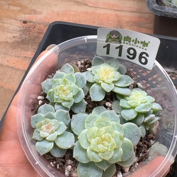 火***气多肉植物多肉植物