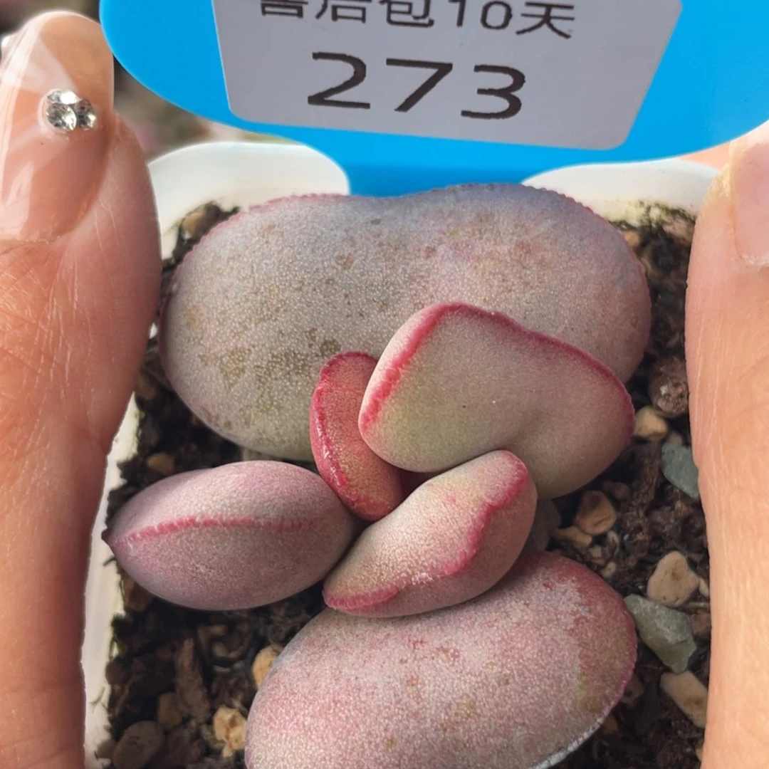 273。