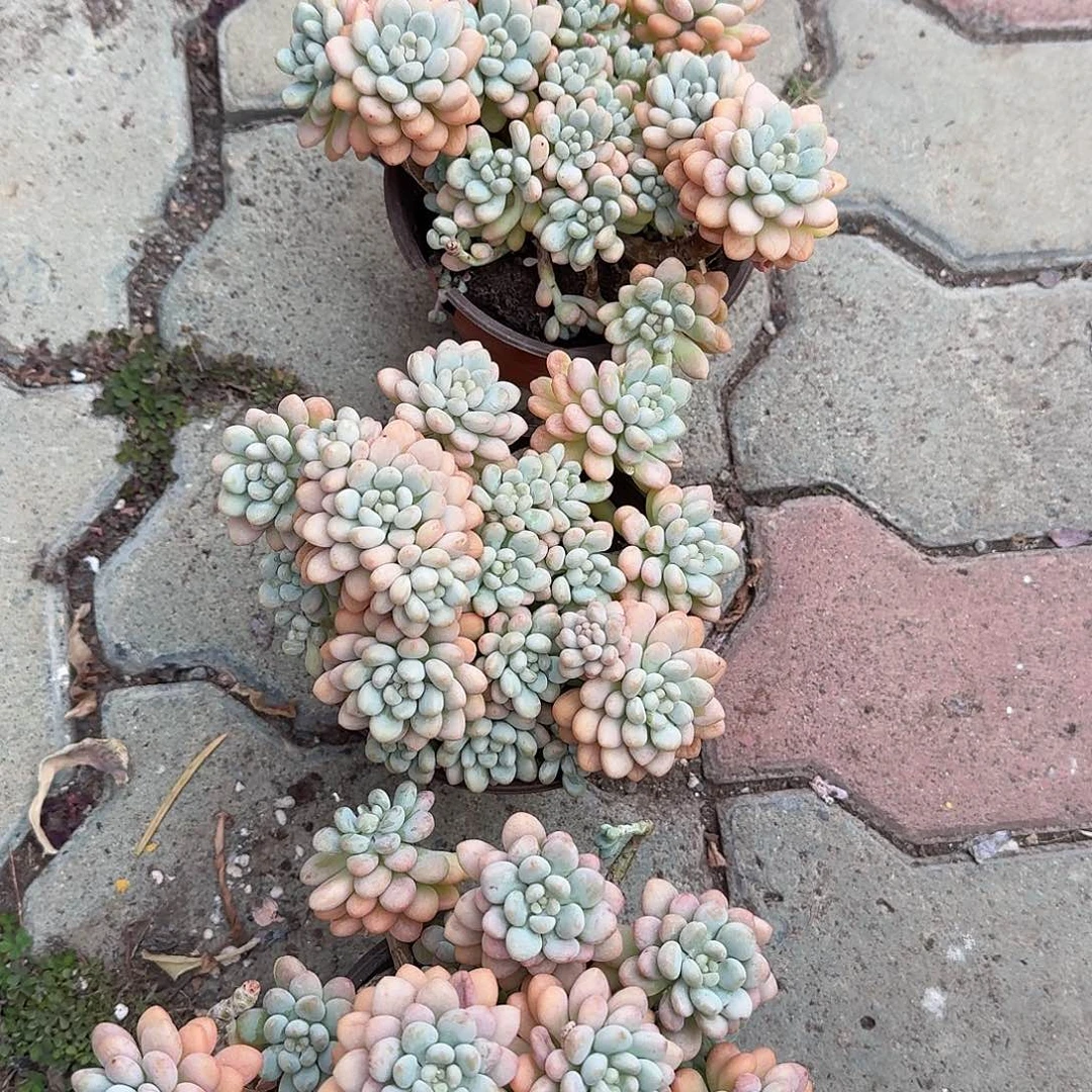 洛可可大号多肉植物