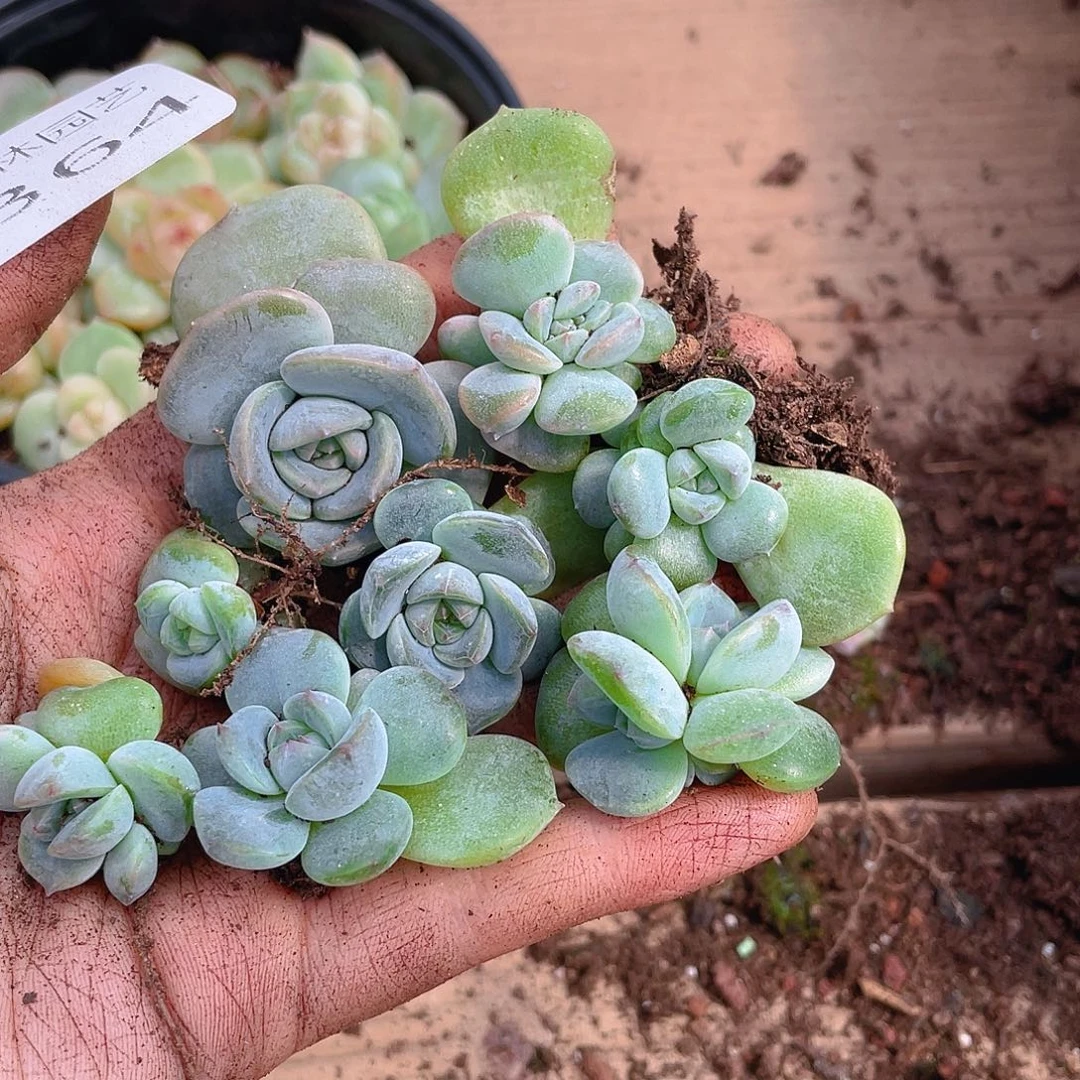 多肉植物多肉植物364