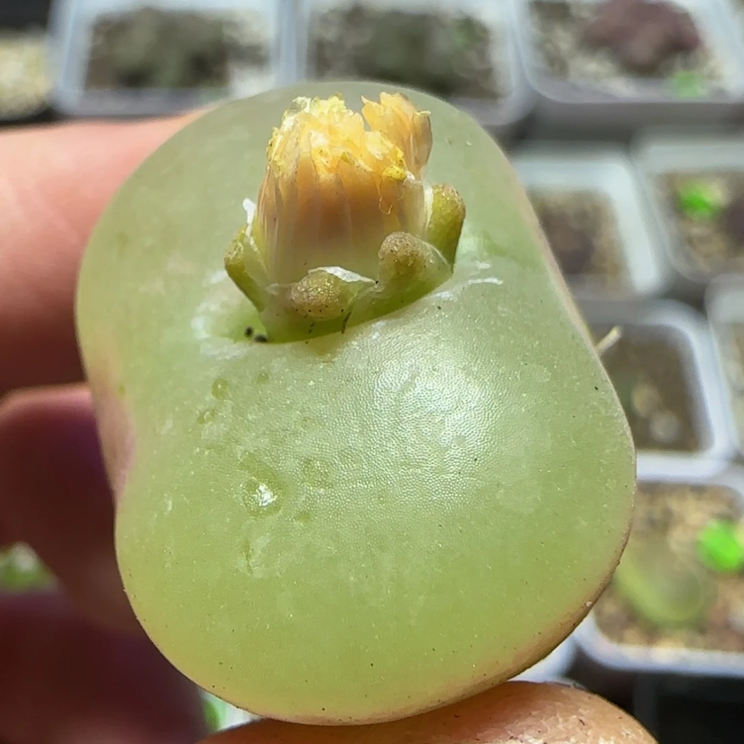 2.5+瑕疵多肉植物375