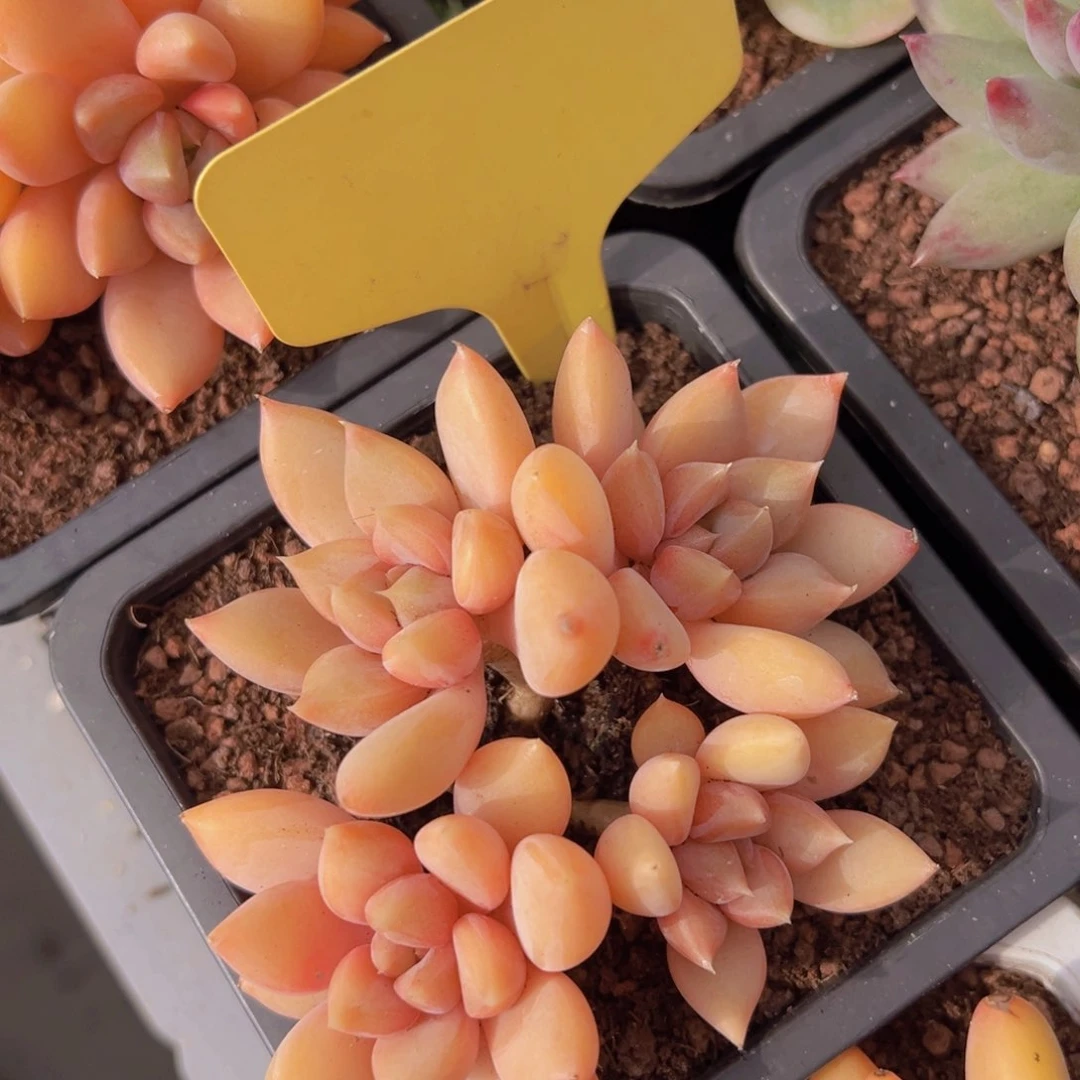 香玉的故事是一个人的故事