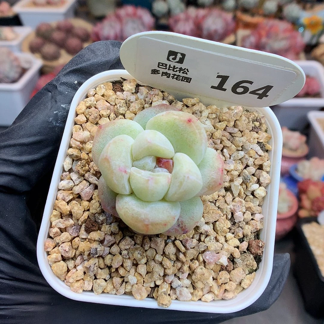 164 冰玉石化多肉