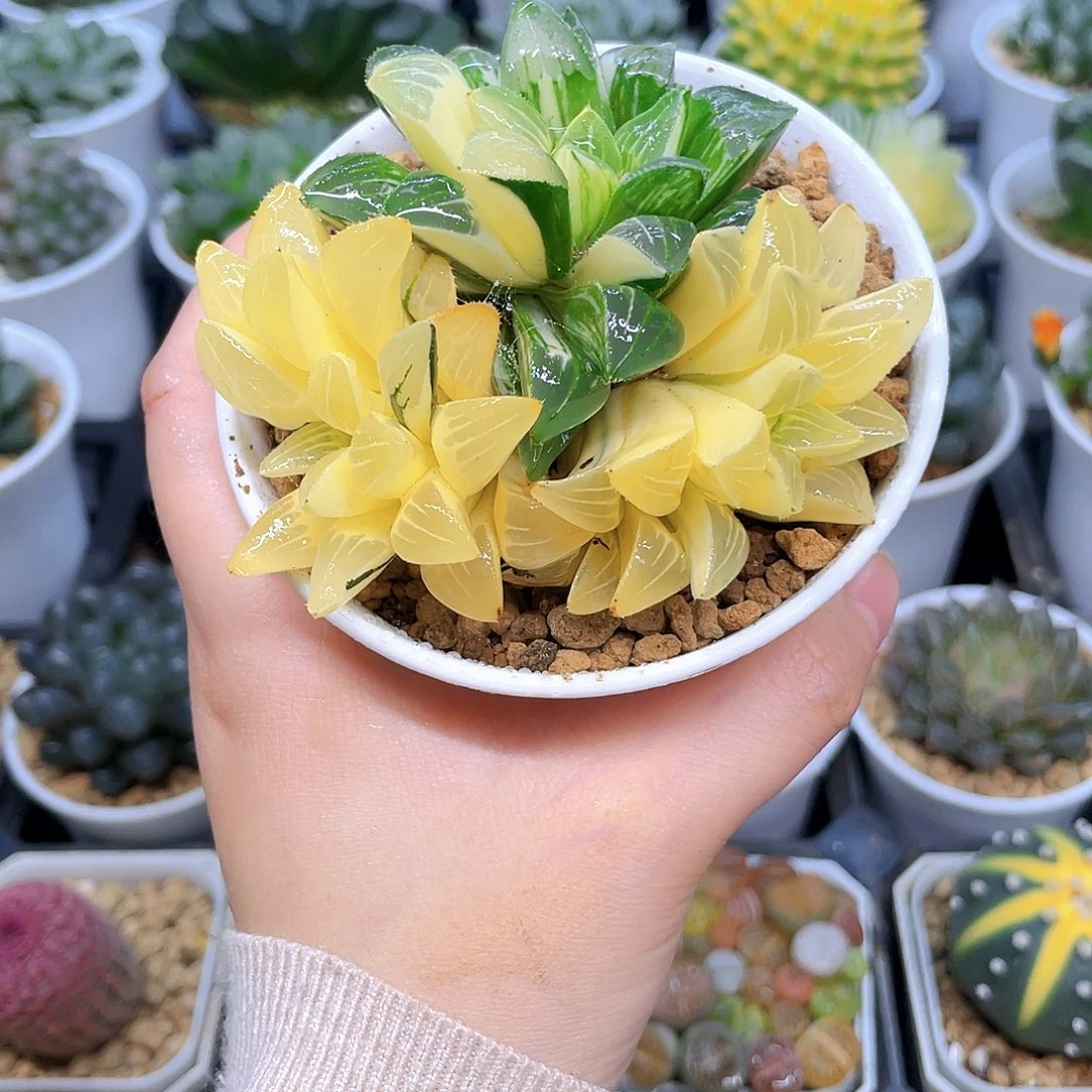 手捧花姬寿锦，原盆