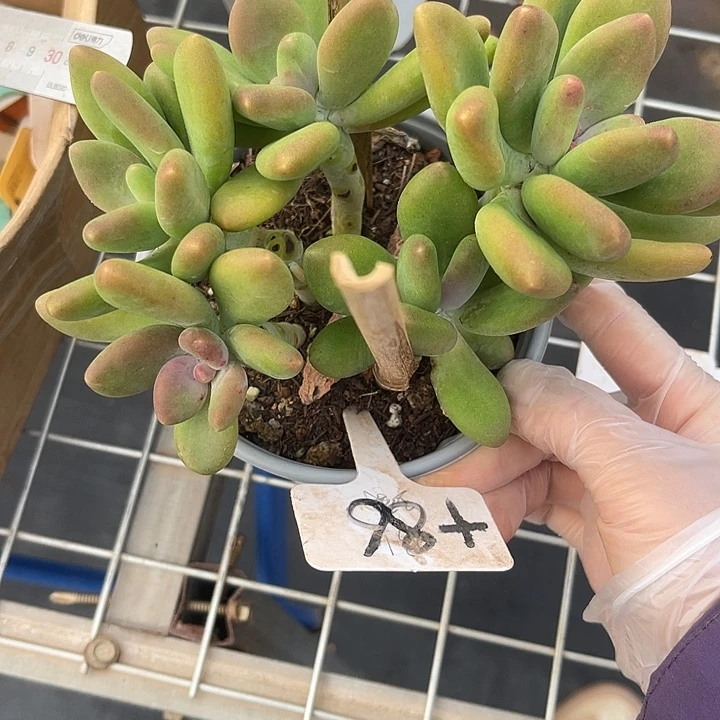 两单包邮，一物一拍，86芒果奶