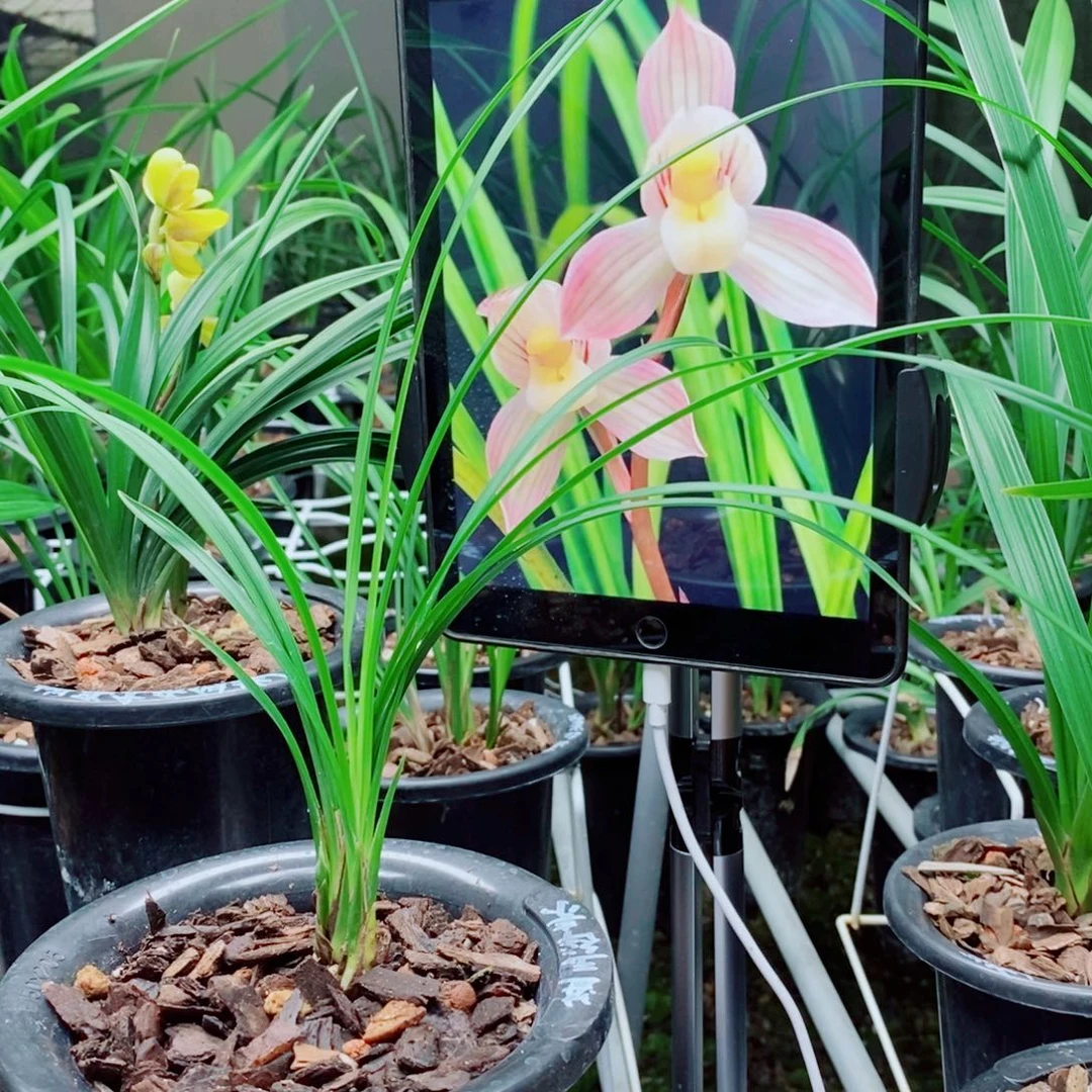 大部分花苞少量开放