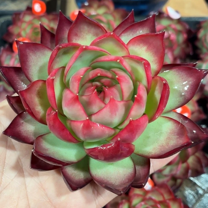 多肉植物惊鸿仙子