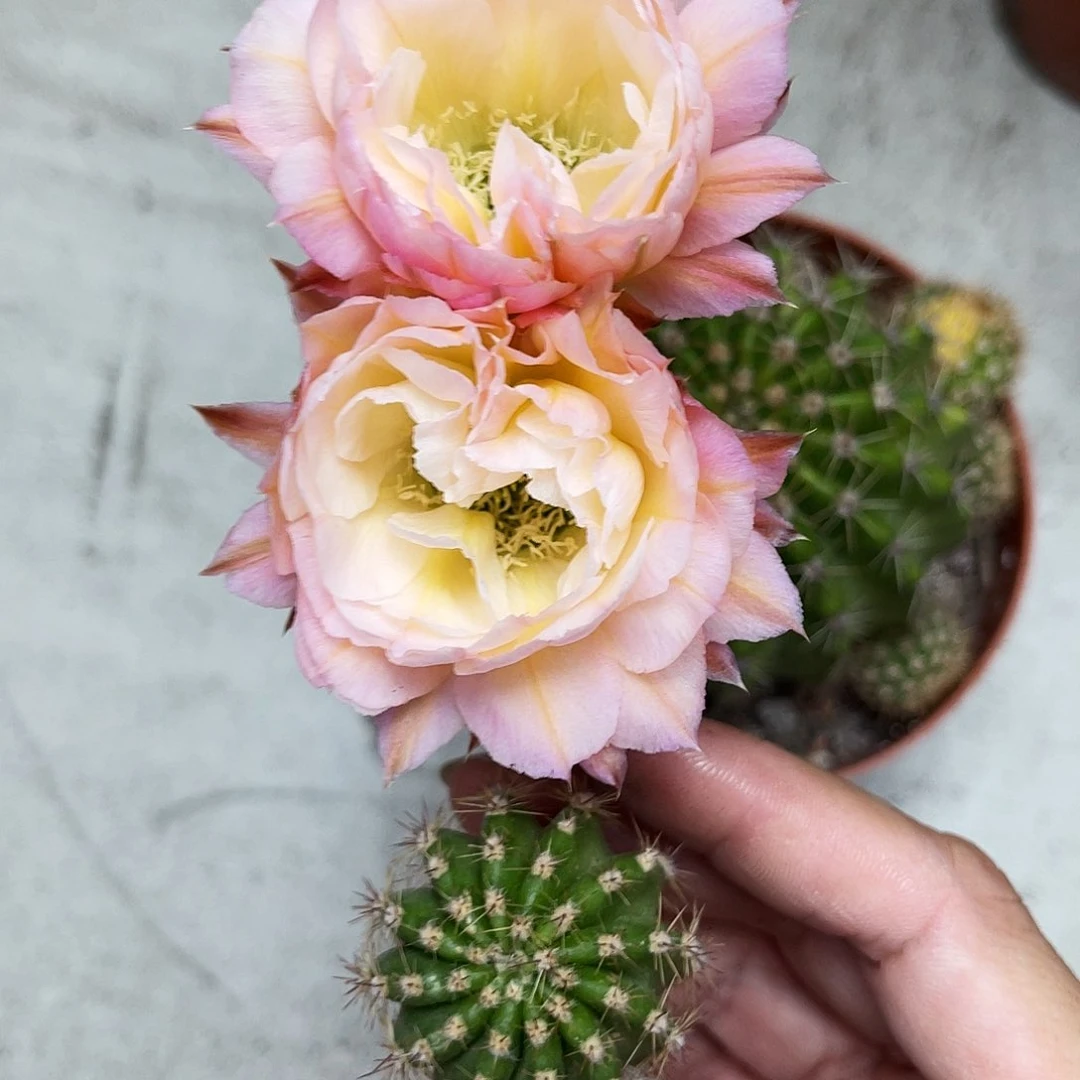 彩草比心测芽2.5-3公分左右