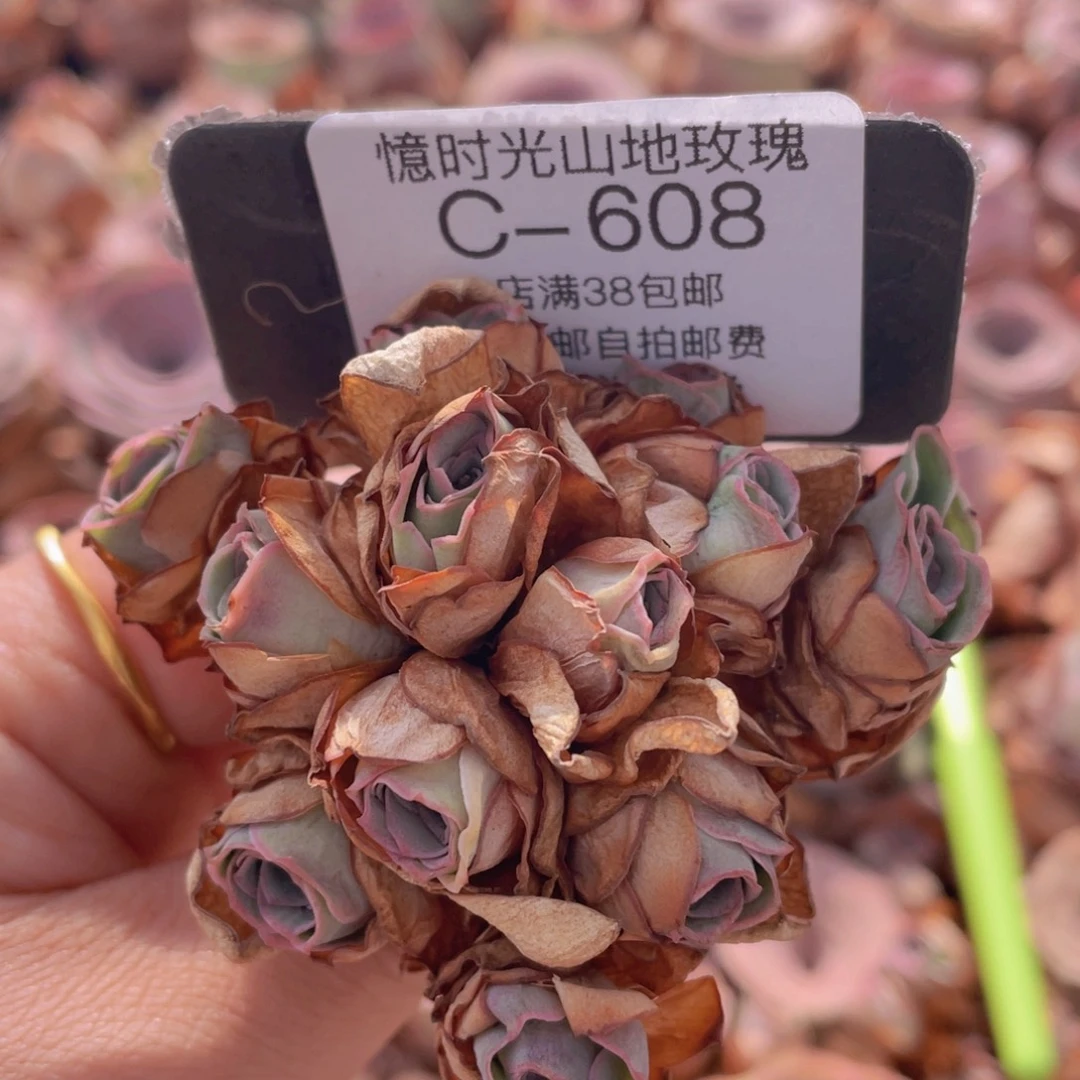 山地玫瑰C608裸根发货断枝不包损不售后