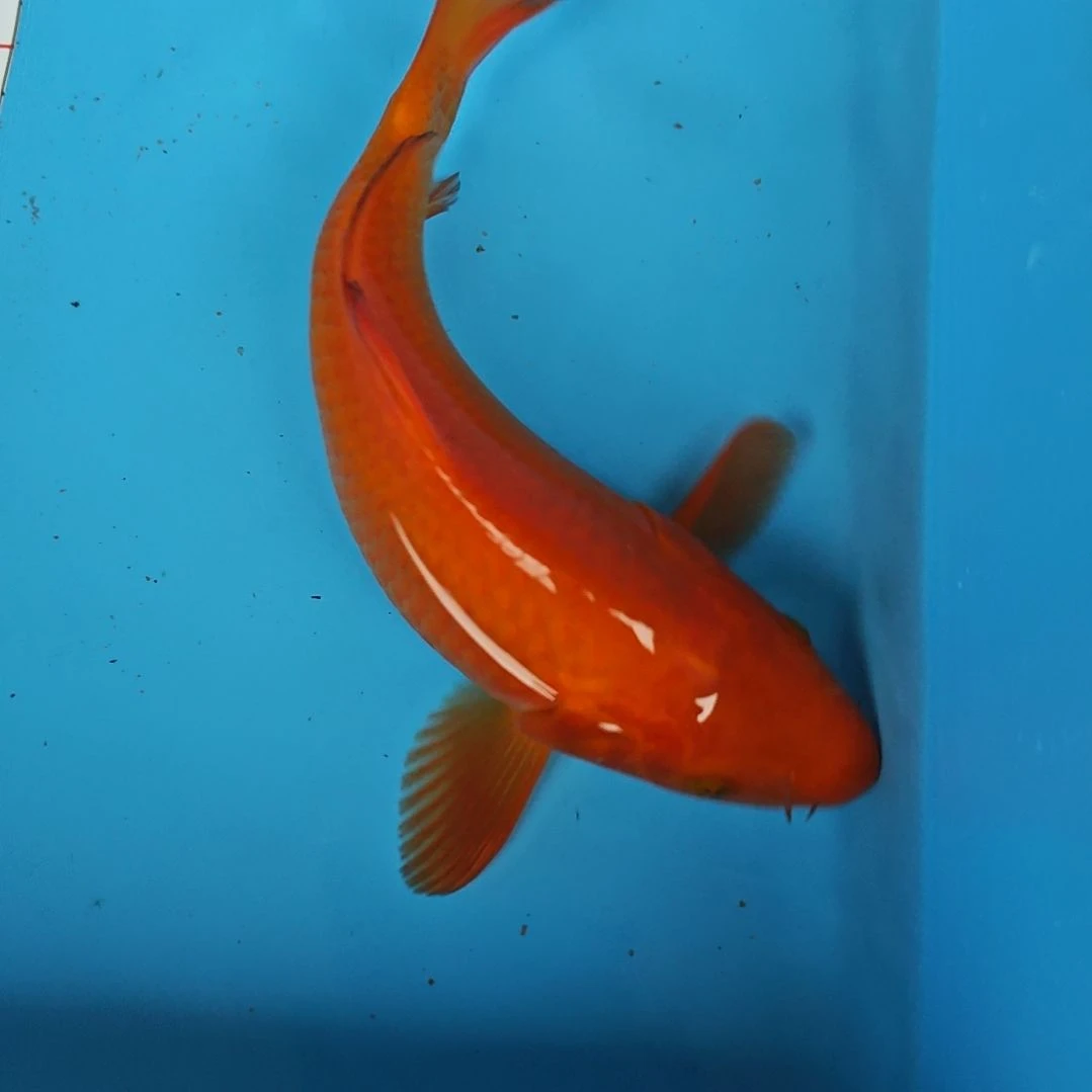 锦鲤11.4双十一大促