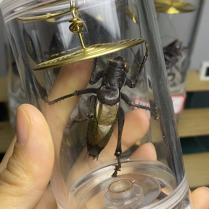 蝈蝈60-125单蝈蝈秃子爱在