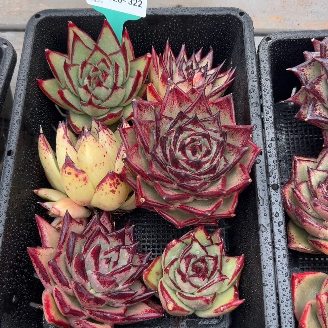 多肉一物一拍0126-322