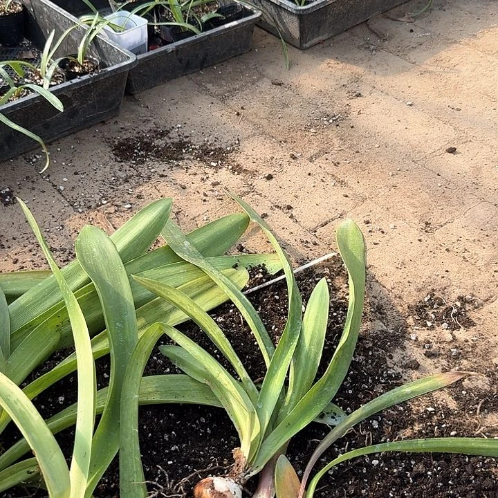 当前无花朵，栽培后可花朵*️****霓见