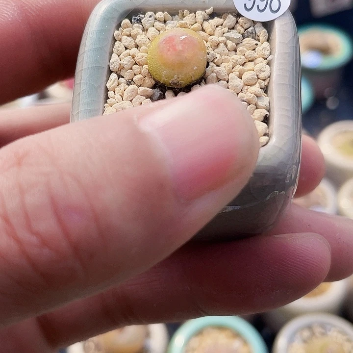 一物一拍………998拉登