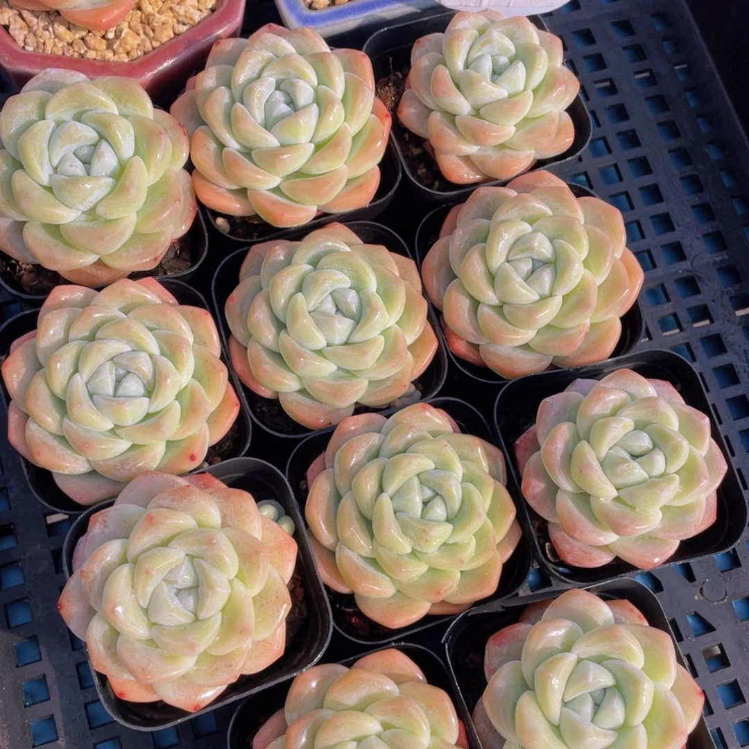 量拍37号奶油凝脂胖冰玉单头一个m