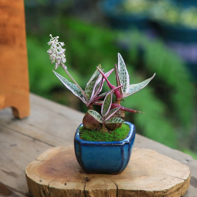 （凑满15元包邮）油点百合块根稀有品种多肉