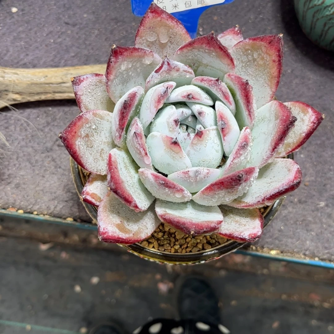 蒜**姐多肉植物1111黑卡