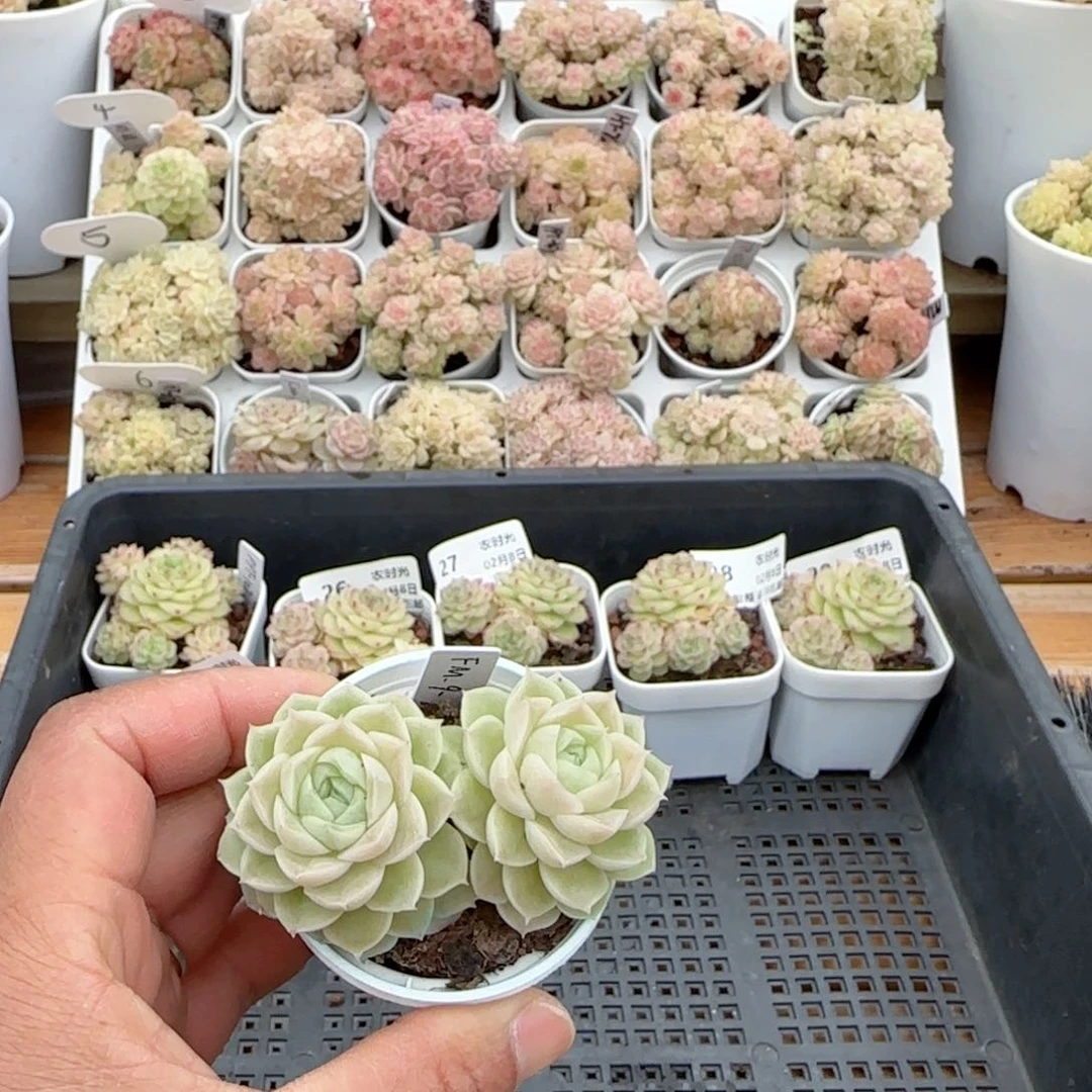 刘*傅【闪购商品】0208-32（fm-9-2）