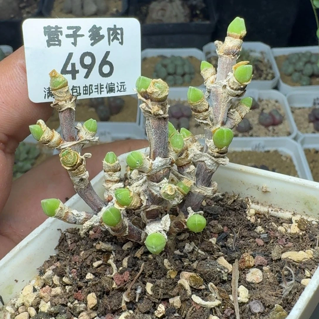 短耳兔带盆土。