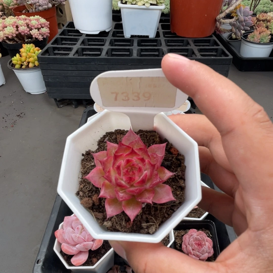 7339小海螺 4.0厘米