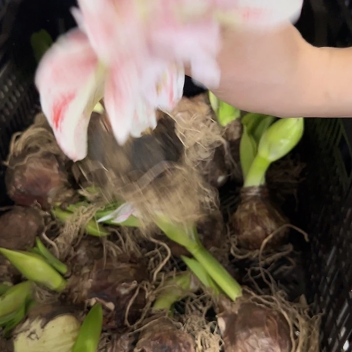 明亮妮芙花后球不包售后