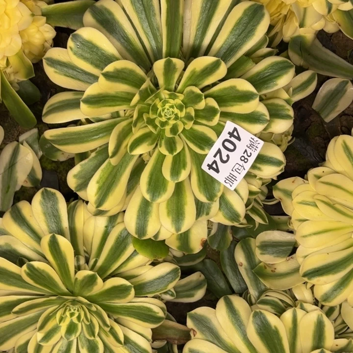 依*4024南雪莲多肉植物