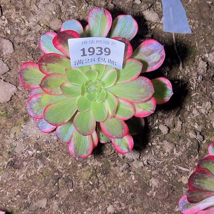 1939黑魔锦多肉植物捧花