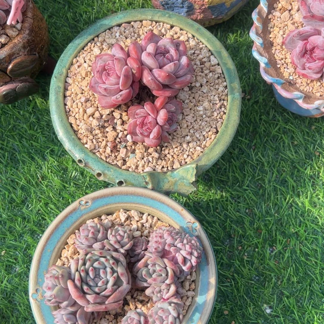 白*驼ghchgghhhhhhhggg