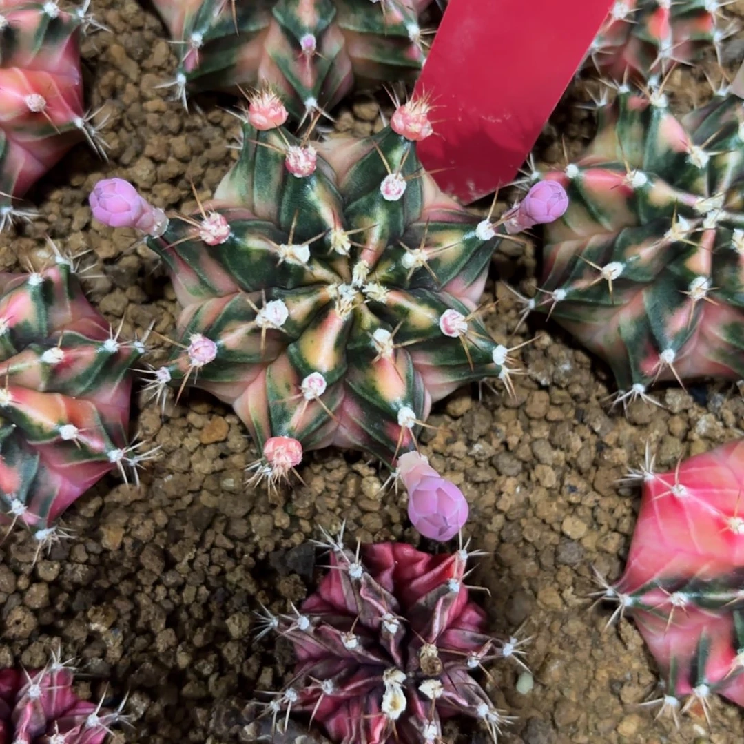 L756-1218泰国发货