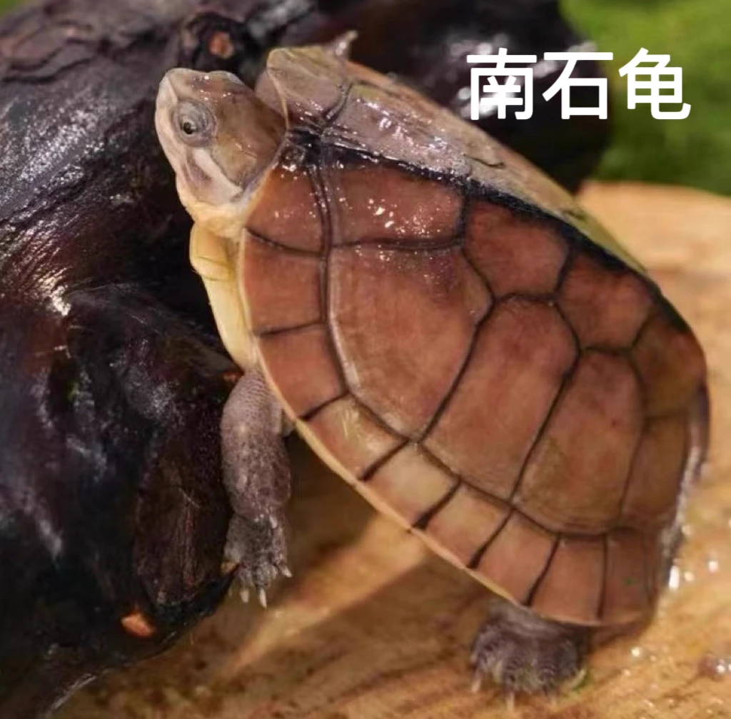 【直播严选1】石金钱南石龟观赏直播挑选宠物龟