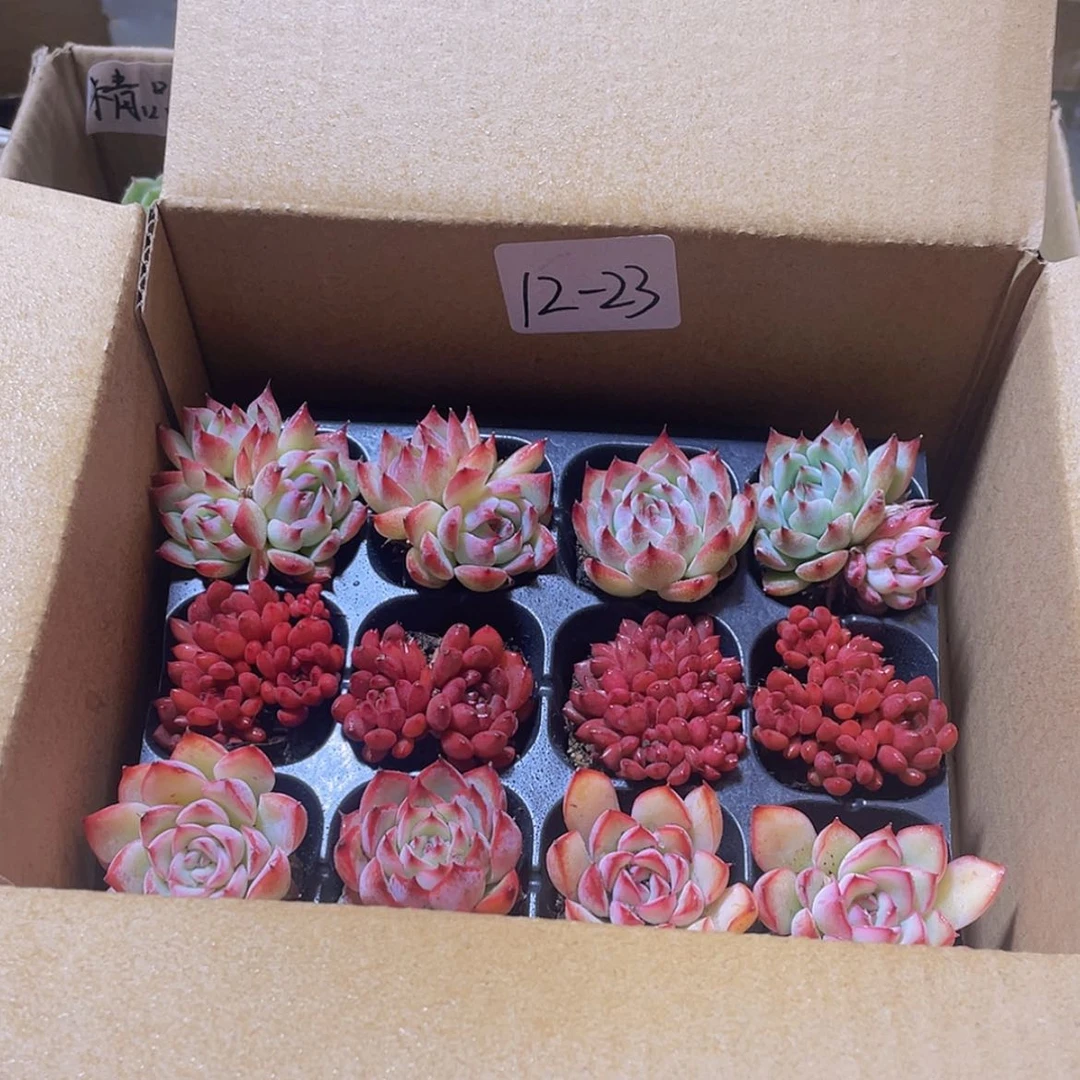 【闪购商品】12颗-23号约3-5厘米