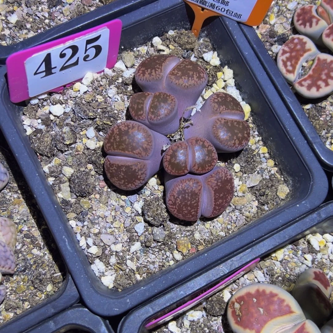 曦***和900 一物一拍，默认有伤，介意勿拍，不退不换