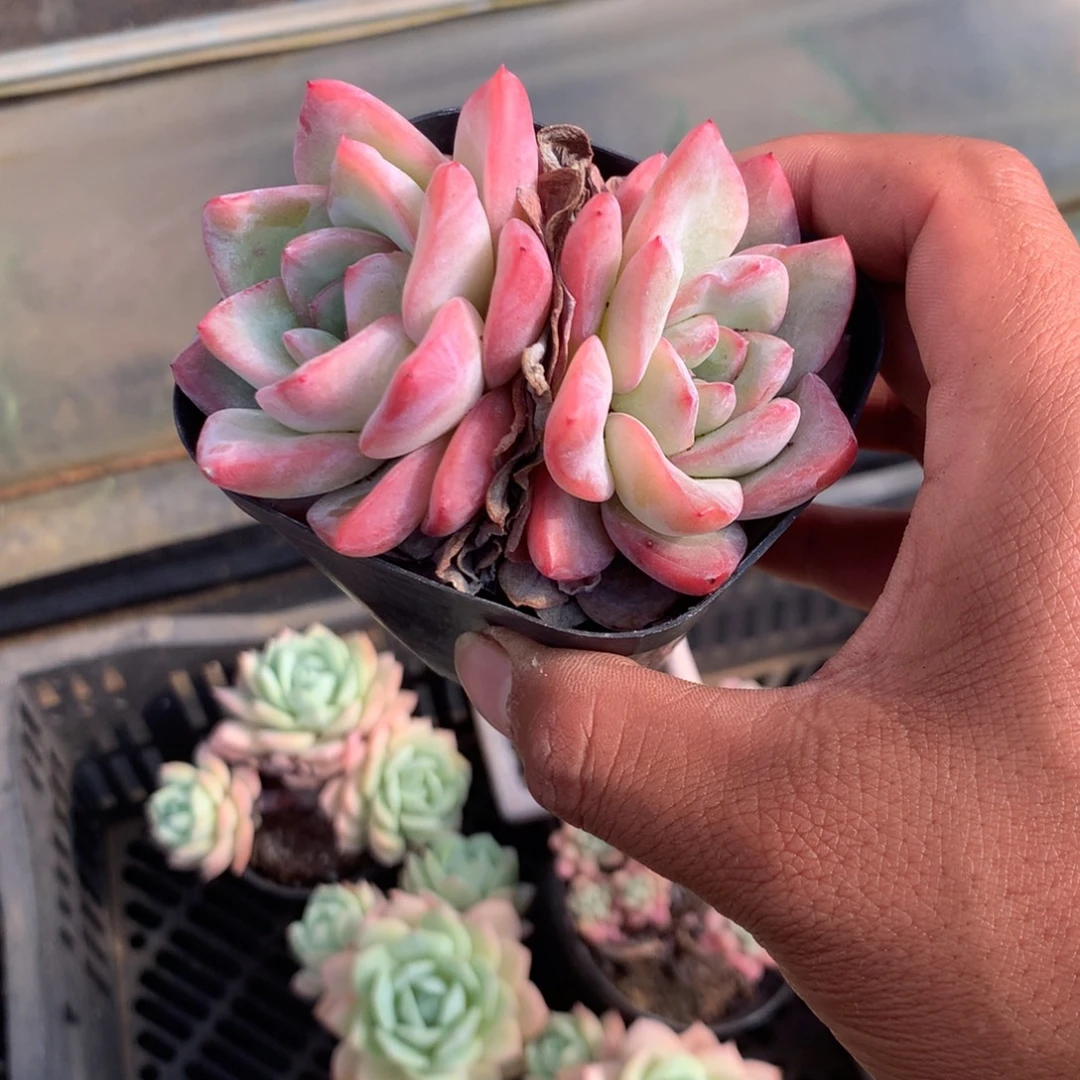 那好你去哪找呀了吧亲爱