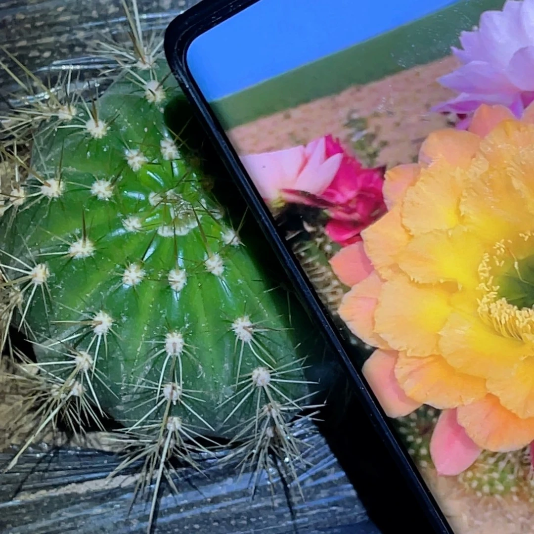 毛 3–584脱土脱盆摘花满20包邮