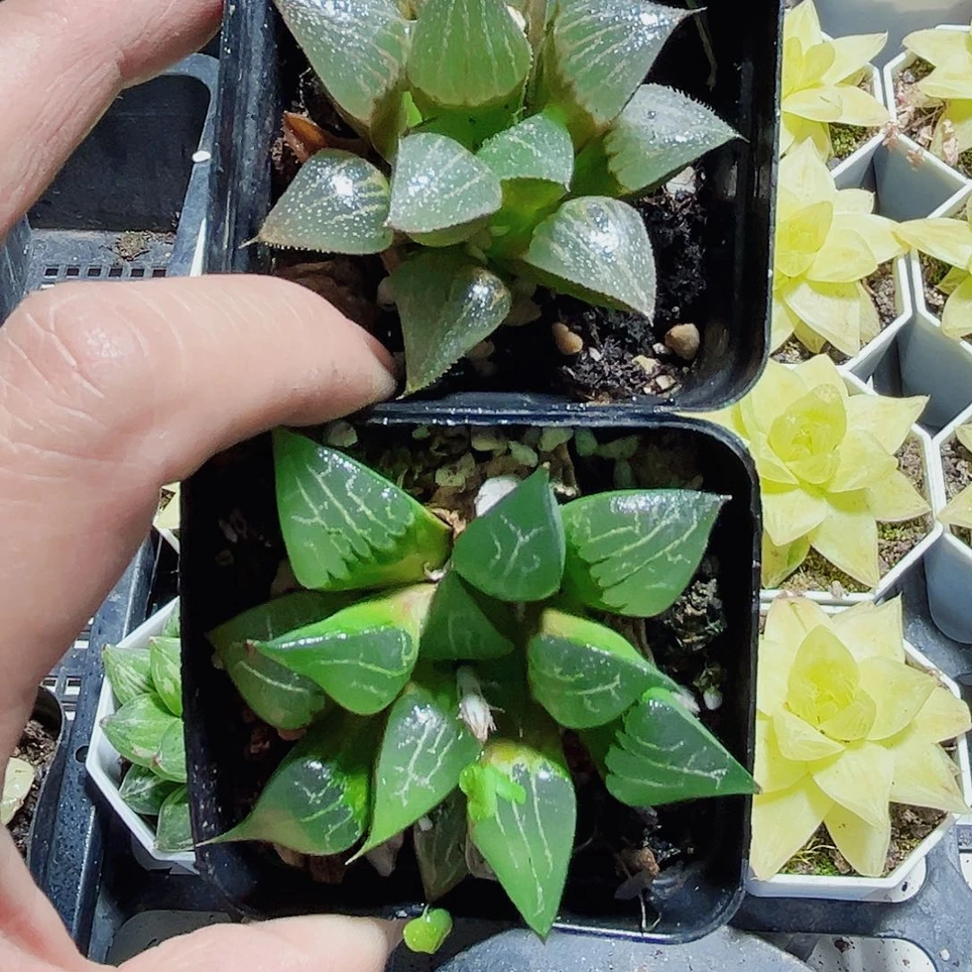 实生系列新手好养