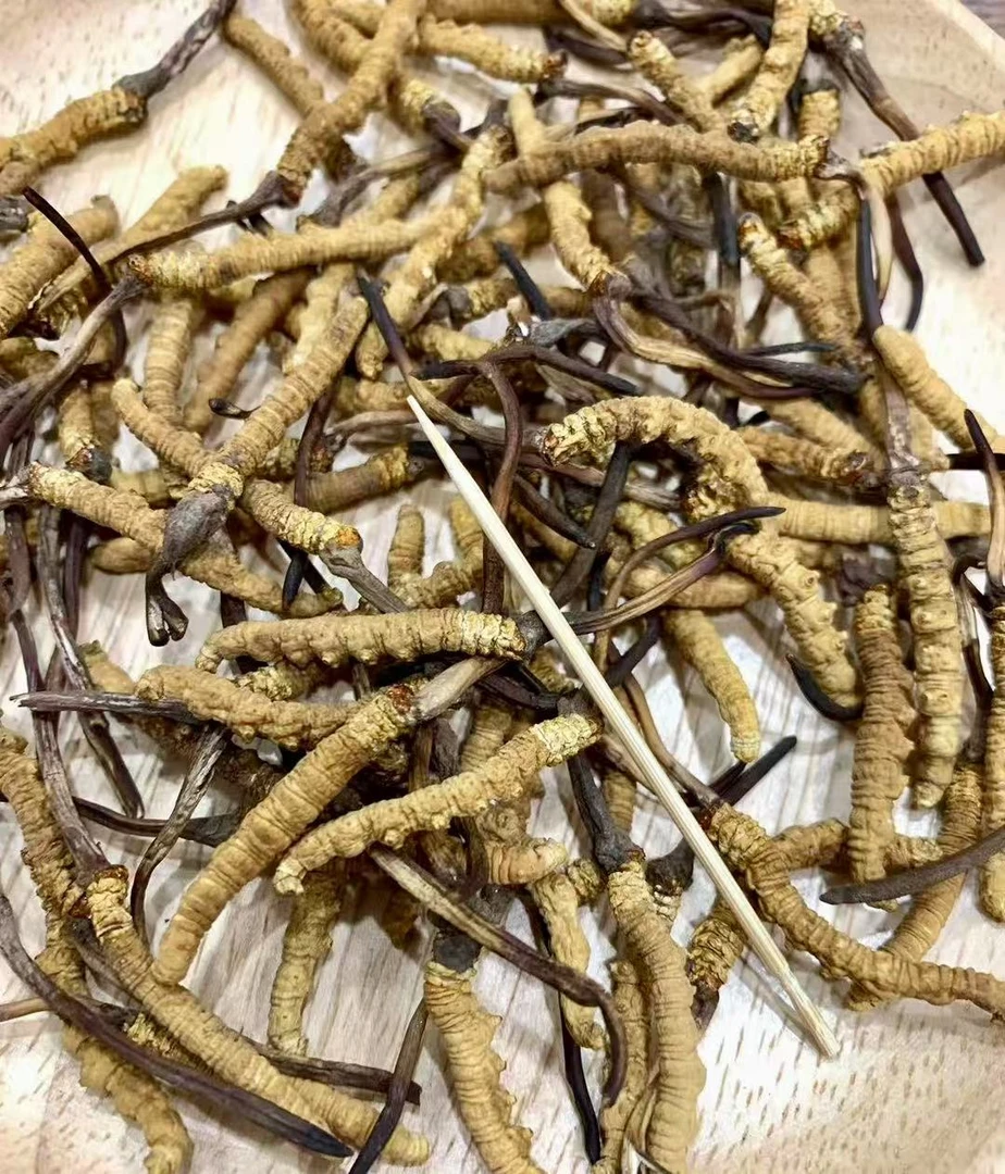虫草 花 那曲 精选好货 10g 25g 50g